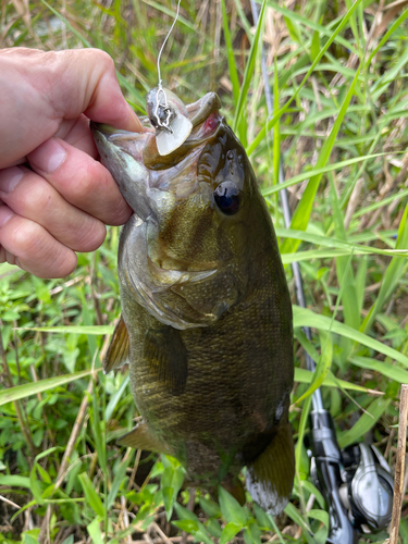 スモールマウスバスの釣果