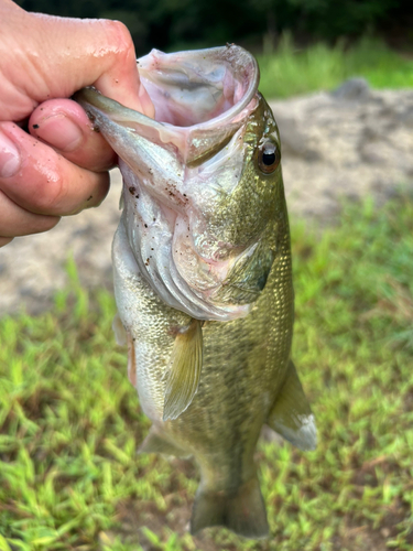 釣果