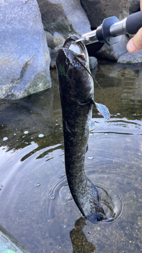 ナマズの釣果