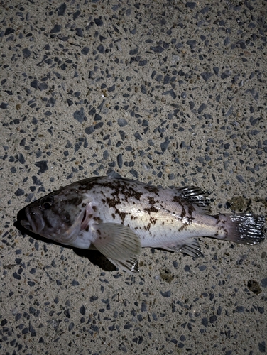 クロソイの釣果