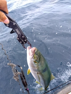 ワラサの釣果