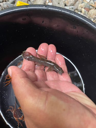 カジカの釣果