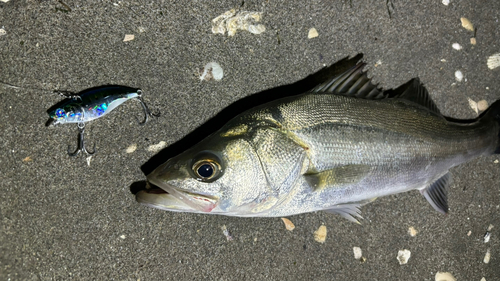 シーバスの釣果