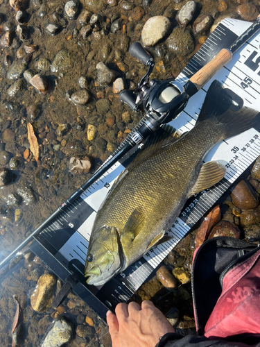 スモールマウスバスの釣果