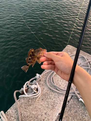 カサゴの釣果