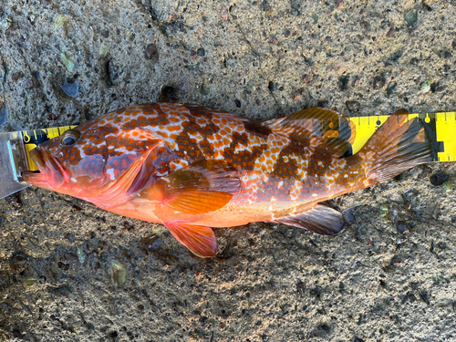 アコウの釣果