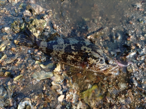 タケノコメバルの釣果