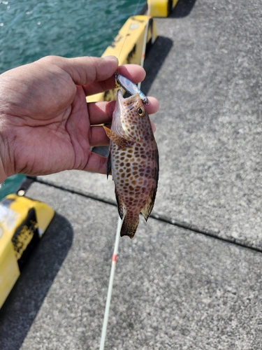 オオモンハタの釣果