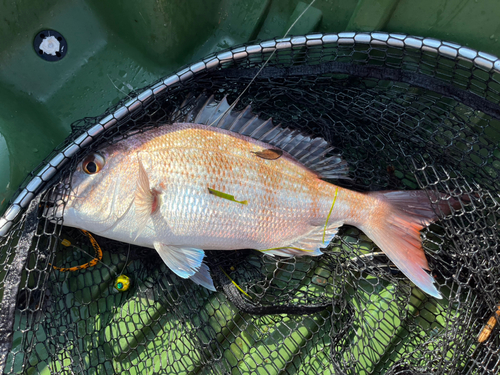 タイの釣果