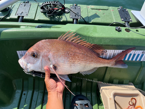 タイの釣果