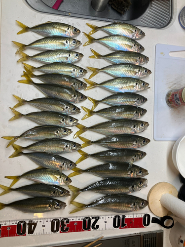 アジの釣果