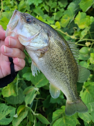 ラージマウスバスの釣果