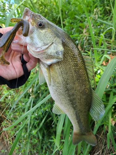 ラージマウスバスの釣果