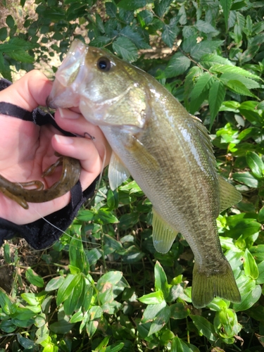 ラージマウスバスの釣果