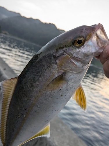 ショゴの釣果