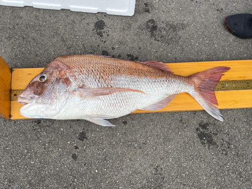 タイの釣果