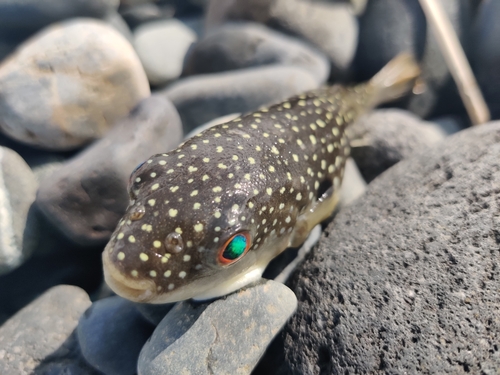 クサフグの釣果