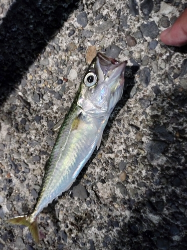 サバの釣果