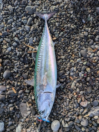 マルソウダの釣果