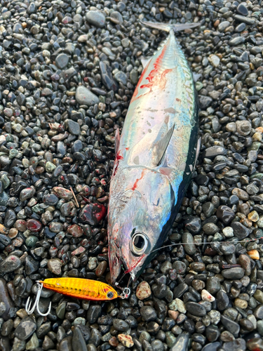 ソウダガツオの釣果