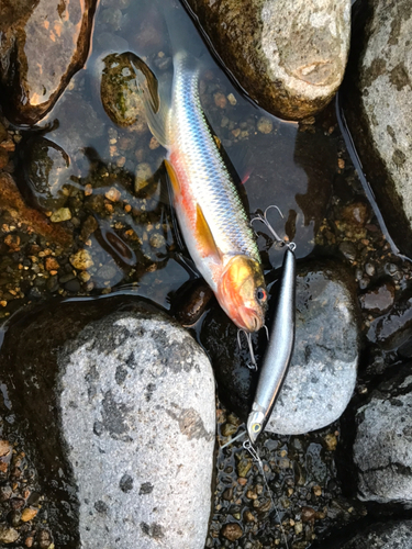 カワムツの釣果