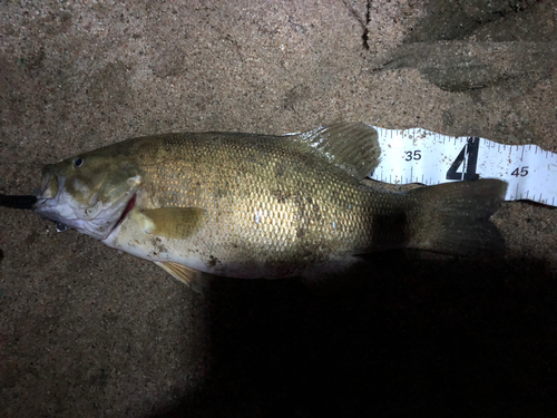 スモールマウスバスの釣果