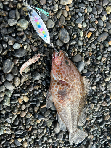 オオモンハタの釣果