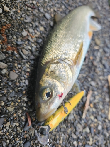 ウグイの釣果