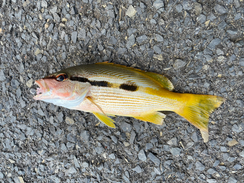 ヨコスジフエダイの釣果