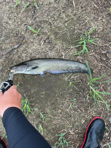 ナマズの釣果