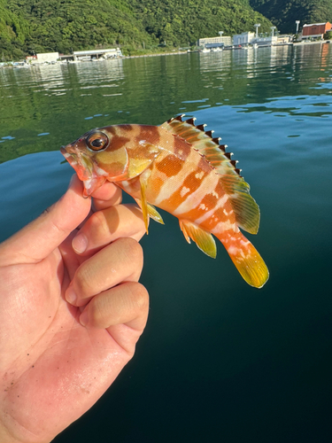 ハタの釣果