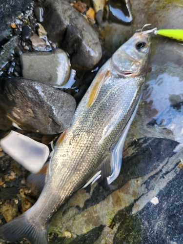 ウグイの釣果