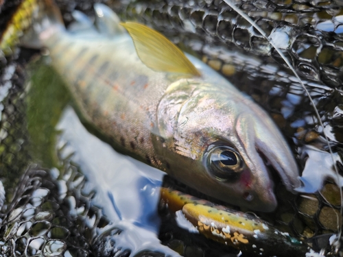 ウグイの釣果