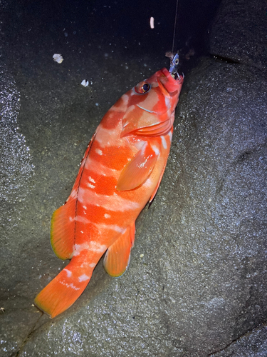 アカハタの釣果