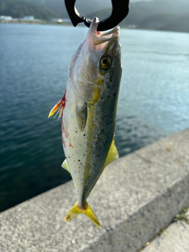 ワカシの釣果