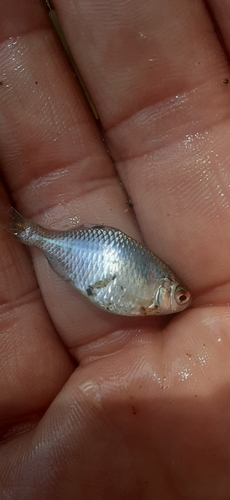 タイリクバラタナゴの釣果