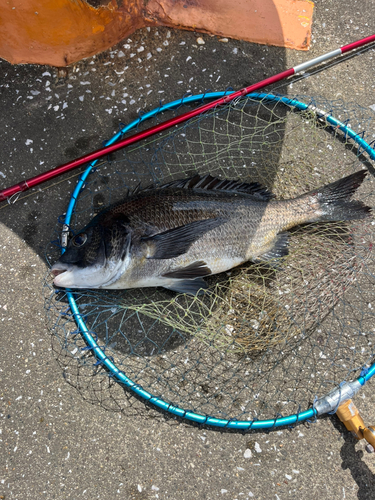 クロダイの釣果