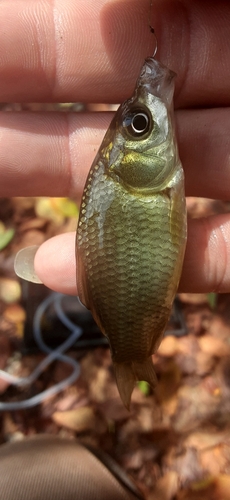 フナの釣果