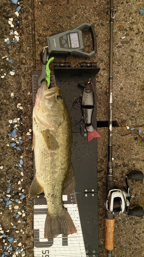 ブラックバスの釣果