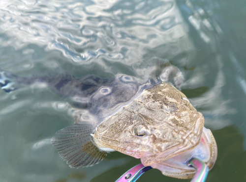 マゴチの釣果