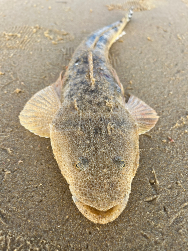 マゴチの釣果