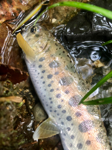 ヤマメの釣果