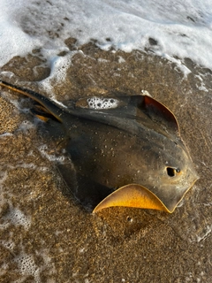 エイの釣果