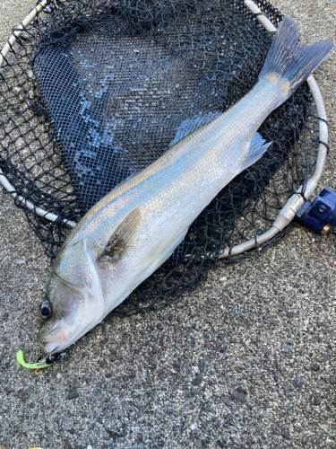 スズキの釣果