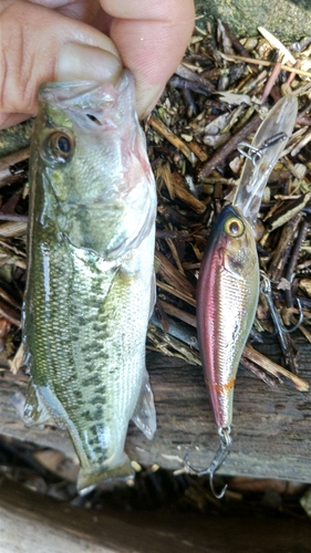 ブラックバスの釣果