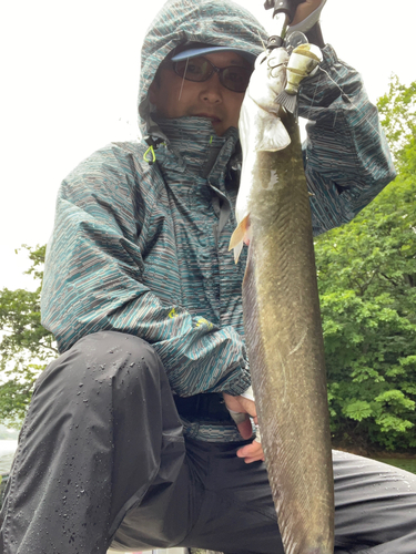 ナマズの釣果