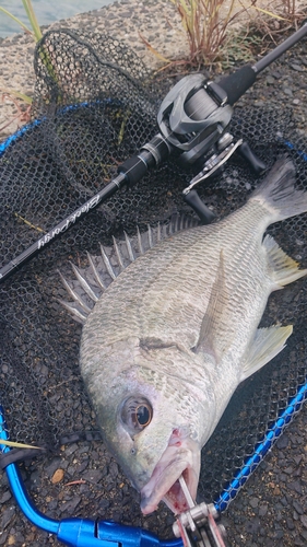 キビレの釣果