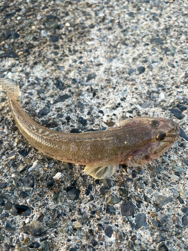 キスの釣果