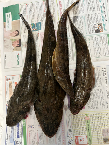 マゴチの釣果