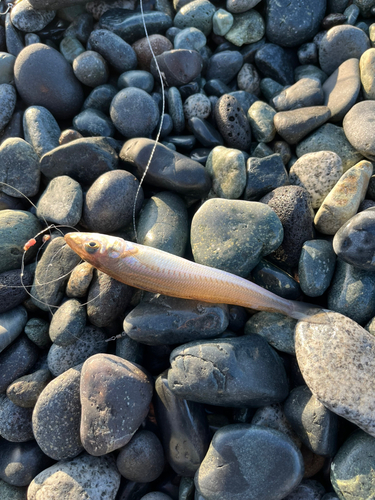 シロギスの釣果